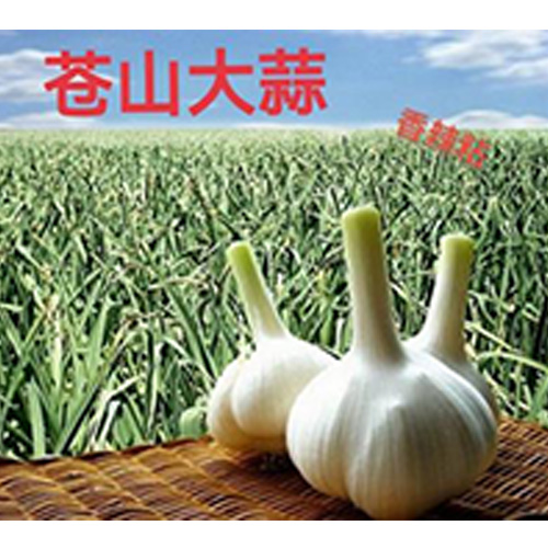 大蒜